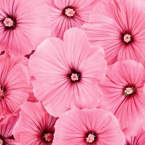 Meet your Posher, Marilynn